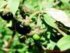 Atropa belladonna